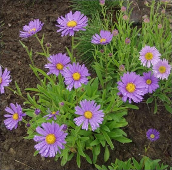 Kuva 1 Matala alppiasteri (Aster alpinus) (Suomalainen taimi 20