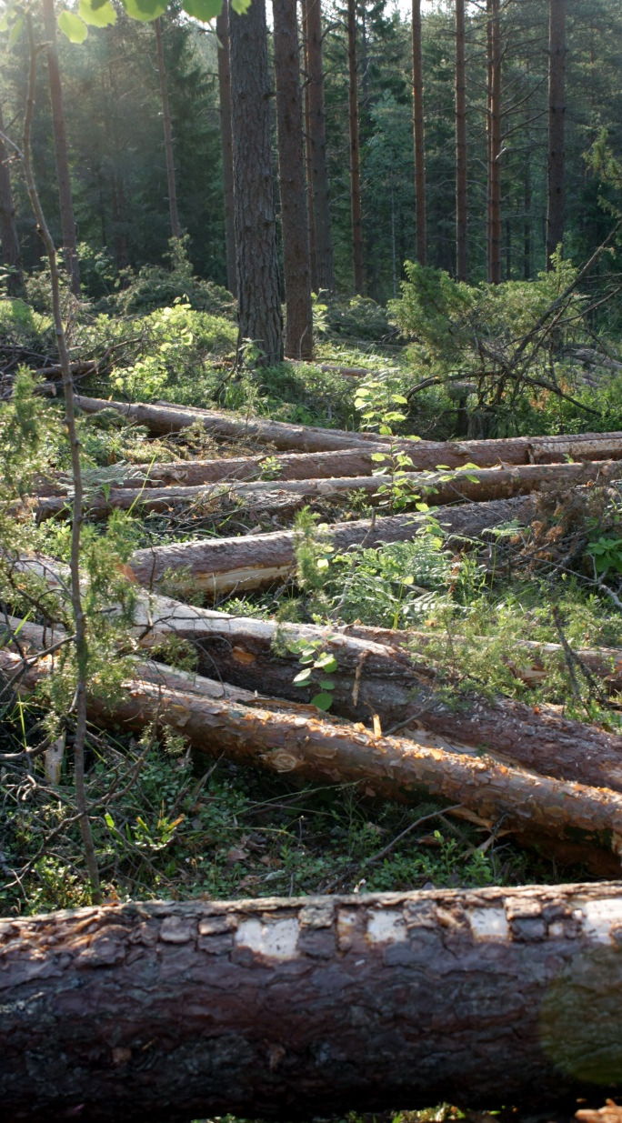 Puun markkinoille tuloa pitää parantaa Lisää aktiivisuutta puukaupan markkinointiin Metsänomistajia kannustettava puukauppaan ja metsänhoitotöihin Metsävaratiedot antavat hyvän pohjan suunnatulle