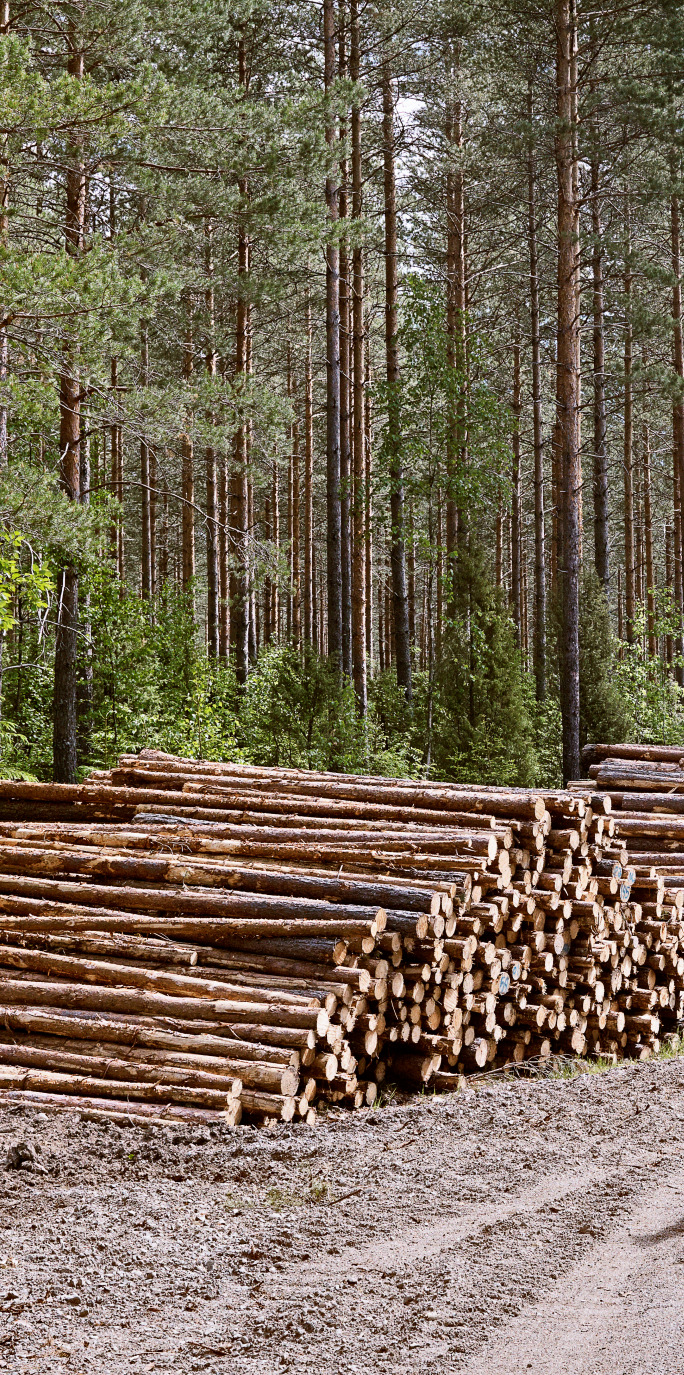 Kuitupuun käyttö lisääntyy voimakkaasti Päätetyt investoinnit lisäävät kuitupuun käyttöä 6-7 milj. m3 vuodessa (n.