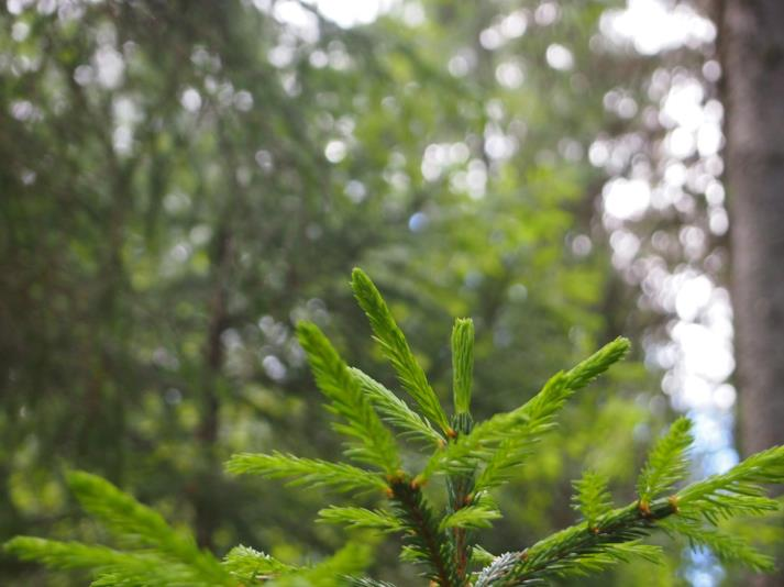 MÄÄRÄMITTAHARSINNNAN VAIKUTUKSET ERI- IKÄISKUUSIKON KASVUUN JA