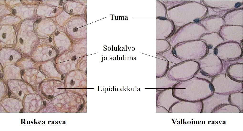 10 KUVA 1. Ruskea ja valkoinen rasvakudos (Hossler 2011, muokattu) Valkoisen rasvakudoksen solut ovat suuria (60 100 μm), ja niiden koko muuttuu sen mukaan, paljonko rasvaa solulla on varastossa.