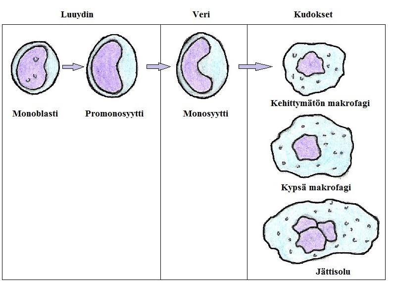 18 Promonosyytti erilaistuu noin viidessä vuorokaudessa monosyytiksi, joka vapautuu verenkiertoon.