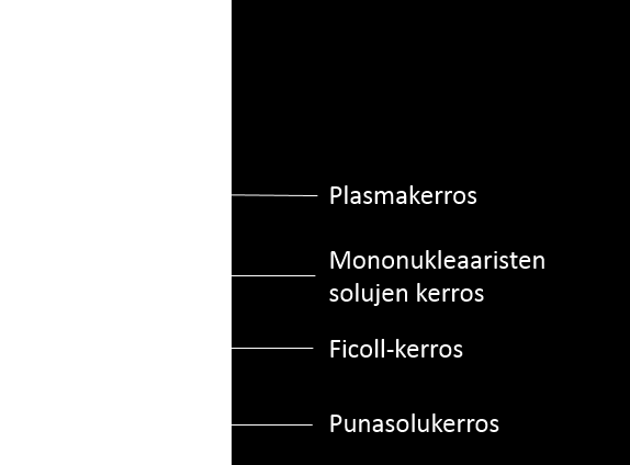 Tätä sentrifugointia ei voida tehdä kuin kerran, joten jos kerrokset pääsevät sekoittumaan keskenään, putkesta ei saada soluja eristettyä. Kuvassa 4 näkyy kerrokset sentrifugoinnin jälkeen. KUVA 4.