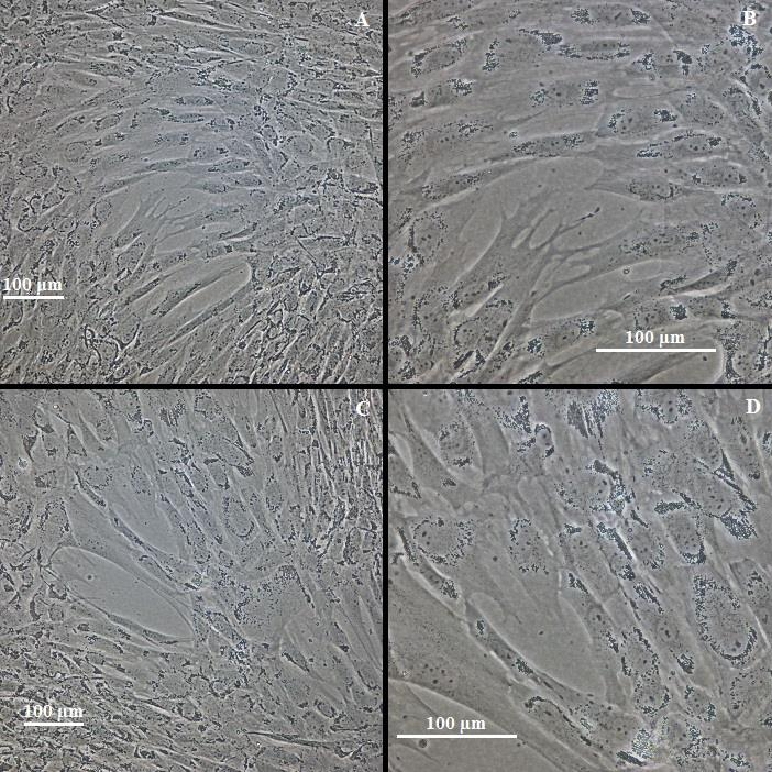 37 5.2 Pakastusliuoskokeiden tulokset DMSO:lla ja Stem-CellBanker-liuoksella pakastettujen hasc-solujen morfologiassa ei huomattu eroa herätyksen ja viikon kasvatuksen jälkeen (kuva 6).