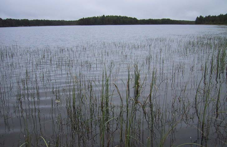 Kuva 5. Kirkasvetisellä Valkiaisjärvellä kasvaa runsaasti hyvästä uimavedestä kertovaa nuottaruohoa Lobelia dortmanna. Taustalla keskellä Karikkokangas. Niilesjärvi (71 ha, 1.