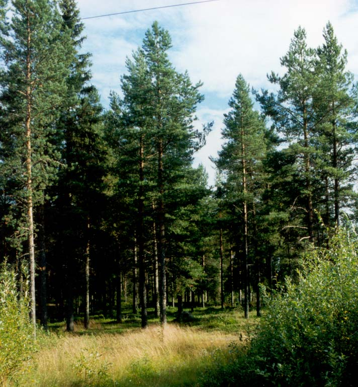 Hiukkavaaran alueen maisemarakenteessa erottuu päävedenjakajana harjanne, joka kulkee Niilesjärven ja Valkiaisjärven välistä Hiukkavaaran kautta Rannanperää kohti.