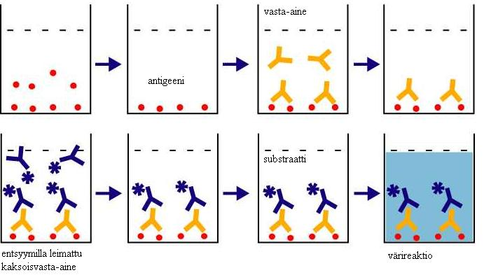23 Entsyymi-immunomääritysmenetelmässä (EIA-menetelmä) käytetään entsyymejä leimana. ELISA-menetelmä eli Enzymelinked immunosorbent assay on heterogeeninen entsyymi-immunomääritysmenetelmä.