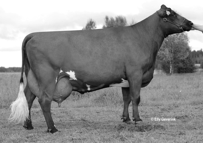 ), elinik. 70074 kg Rounion Beliissa-AF-VG86 viisi kertaa poikineena Rounion Rissa ET kaksi kertaa poikineena Kurhilan Jump Miissan takaa löytyy kestävä ja korkeatuottoinen lehmäperhe.