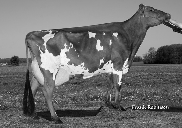 67207 kg Palmyra Tri-Star Burdette Kellcrest Tia EX91-5E, paras 305 pv 14701-4,5-3,5 (3.), elinik. 81146 kg Shady Walnut Conn Kellcrest Happy ET EX94-2E, paras 305 pv 12593-4,5-3,3 (3.), elinik. 64994 kg Kellcrest Happy Spirit ET EX93-8E, paras 305 pv 13908-4,0-3,4 (2.