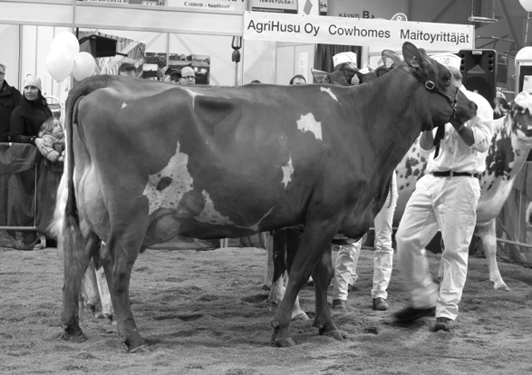 ) EEI: Kellcrest Lucas ET (Embryo-Star Sylvester x Kellcrest Happy ET) EEE: St Martin Yesterday ET-AF-VG89, paras 305 pv 9416-4,55-3,39 (4.