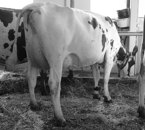 58344 kg EEEI: Woodland View Pardner Joukolan Kyllikki-AF-GP82 Joukolan Vaavikki-AF-VG88 Joukolan Nannikki on Joukolan Suosikin lehmäperheen edustaja eikä tästä suvusta ole montaa eläintä maltettu