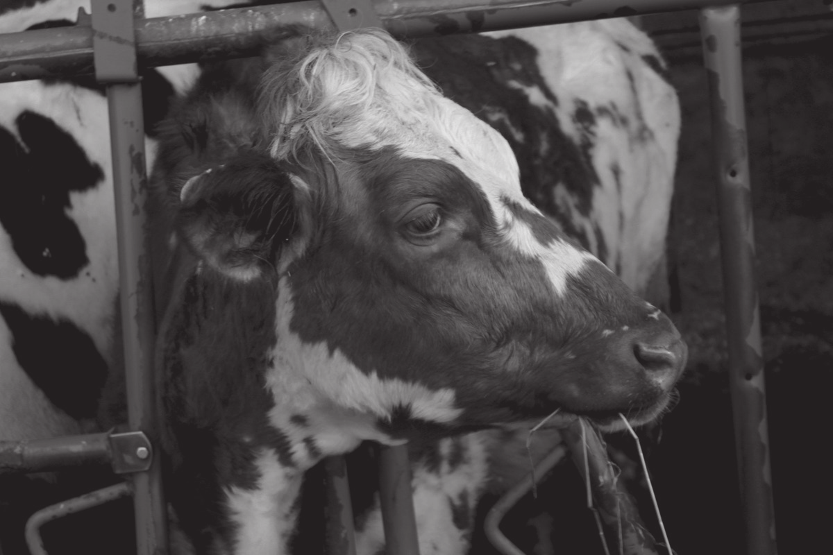 Pasin karjan tuotos kasvoi +12 000 kg Eläinlääkäri alkoi puhua vuosi sitten marraskuussa navetan ilmanvaihdon parantamisesta ja sen merkityksestä eläinten hyvinvointiin.