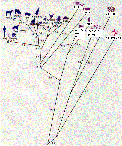 10.14 Asiasanasto eli tesaurus Aihe- tai asiasanasto eli tesaurus kuvaa termien synonyymi-, hierarkia- ja assosiaatiosuhteita yhteisesti sovittujen kenttien avulla (sis. taksonomian) - esim.