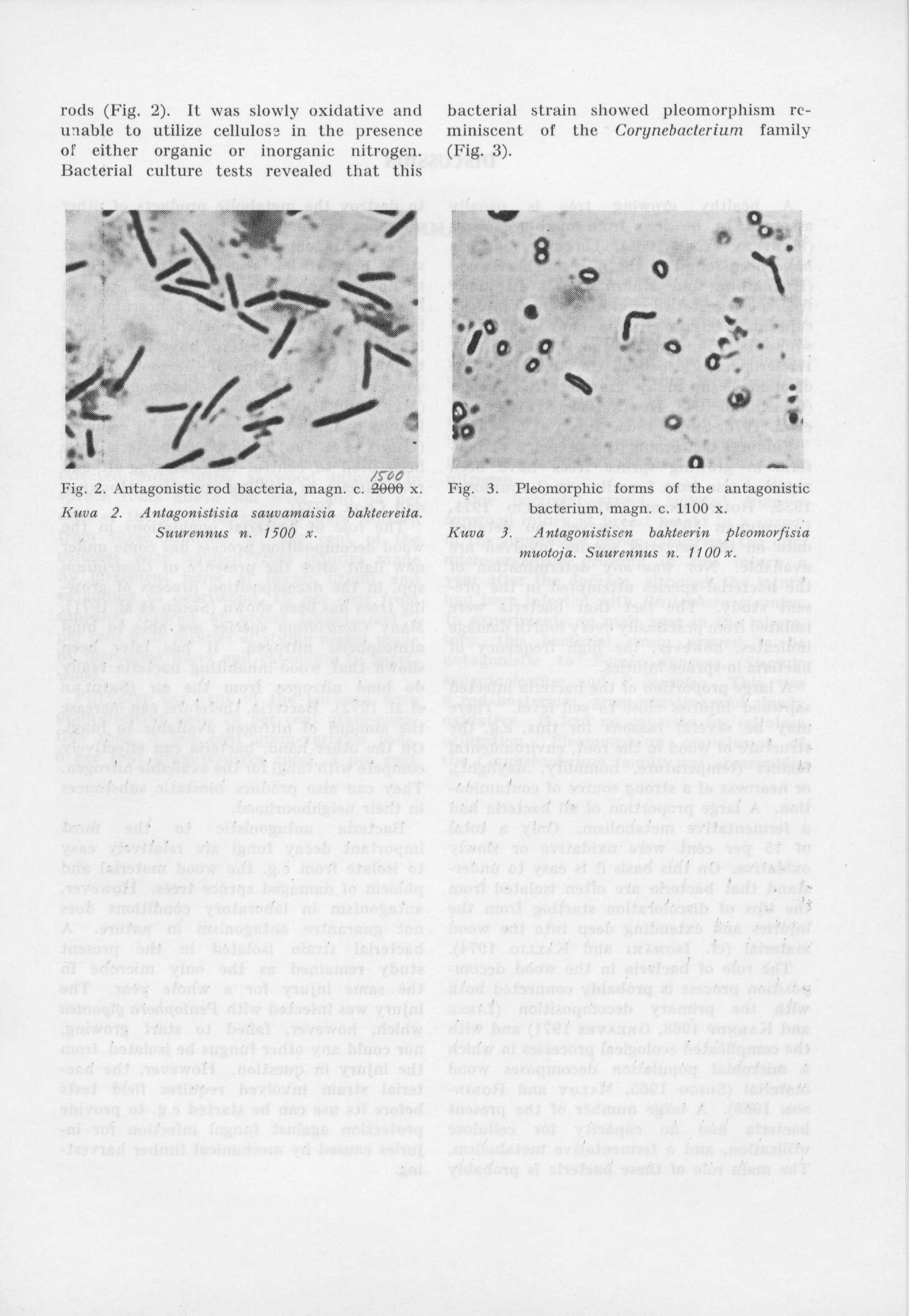 rods (Fig. 2).