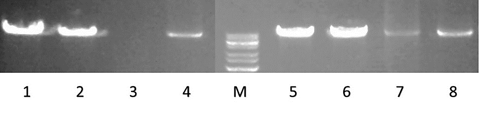 39 8 TULOKSET 8.1 DNA:n fragmentaatiokokeet DNA:n fragmentaatiokokeiden tarkoituksena oli selvittää olosuhteita, joissa DNA vaurioituu tai säilyy hyvin.