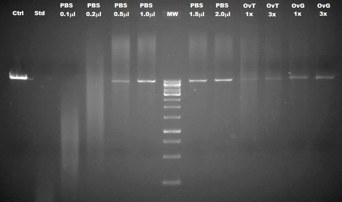 40 smear on näkyvissä. Suurin suojaus saatiin kolmella suurimmalla konsentraatiolla. Kuvasta voidaan myös havaita, että OvG-puskuri suojaa DNA:ta OvT-puskuria paremmin.