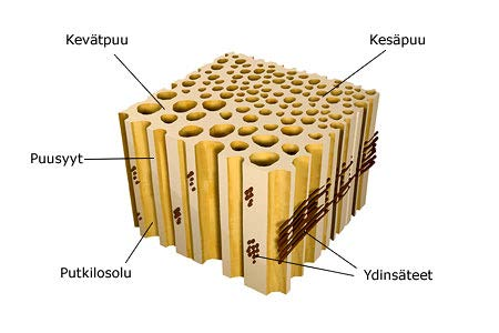 Kuva 6. Lehtipuun solukkorakenne (Pro Puu Ry 2004 2015) 2.2 Soluseinän kerrokset Solun seinämät koostuvat eri kerroksista (Kuva 7). Kerroksilla on oma rakenteensa ja kemiallinen koostumuksensa.