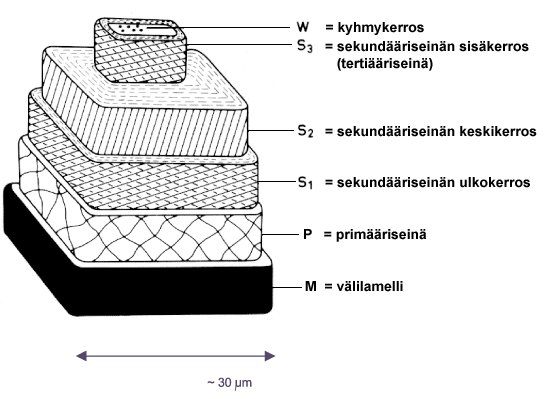 Uloimpana kerroksena puukuidussa on primääriseinä (P) (Kuva 7). Primääriseinä koostuu pääasiassa ligniinistä, mutta sisältää myös selluloosaa. Primääriseinän paksuus on 0,06 0,34 µm.