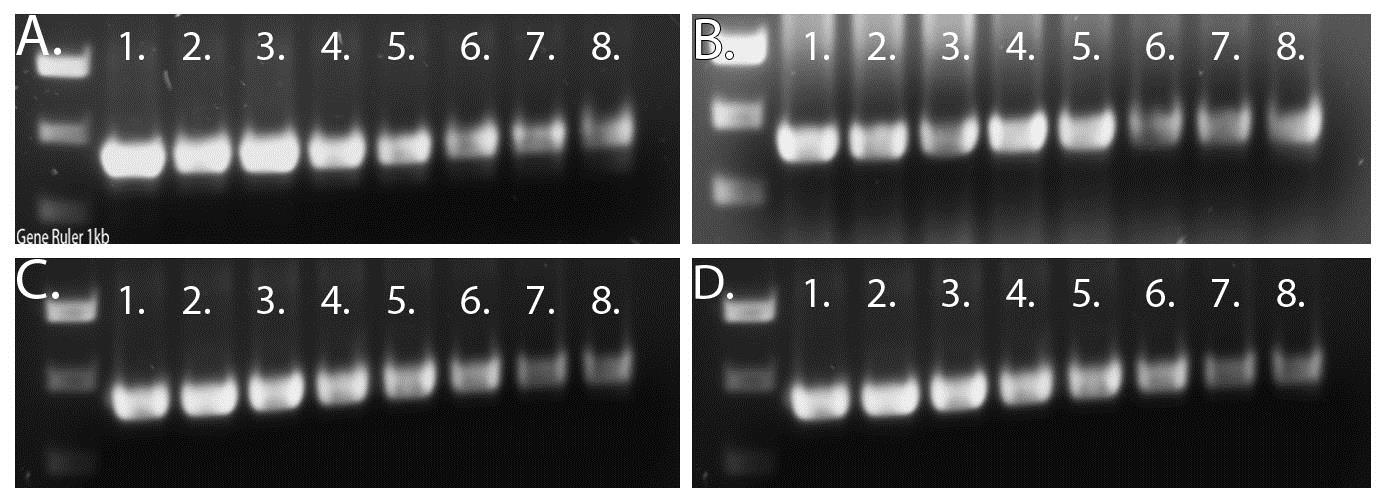 12 3 TULOKSET 3.1 Annealing-lämpötilan optimointi Työssä testattiin qpcr-reaktiosarjojen kykyä monistaa rinovirusten VP4/2-geenialuetta ja samalla määritettiin optimaalinen annealing-lämpötila.