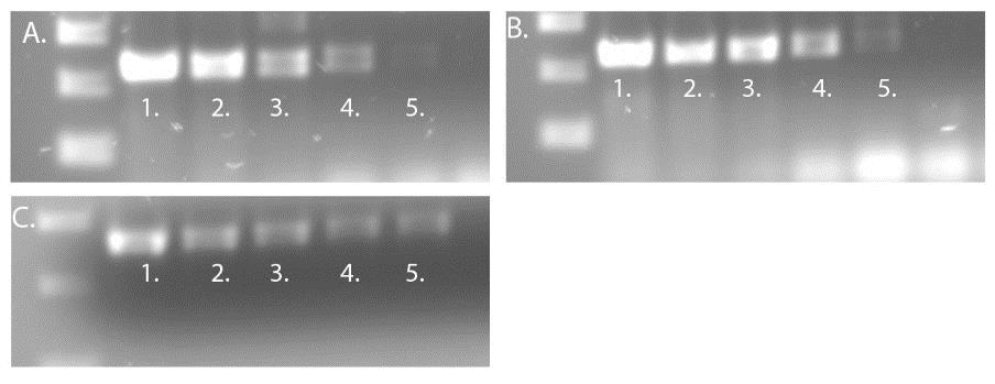 14 Kuva 5. qpcr käyttäen HRV-plasmideja näytteinä. A) phrv-a-1b, B) phrv-b14 ja C) phrv-c15. Laimennokset: 1. 10 6, 2. 10 5, 3. 10 4, 4. 10 3, 5. 10 2 Kuva 6.