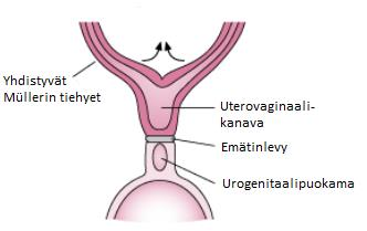 Uterovaginaalisesta kanavasta muodostuvat kohtu ja emättimen yläkolmannes (kuva 2).