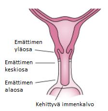 9 (59) viidenteen alkionkehitysviikkoon mennessä. Sen jälkeen emätinlevy jatkaa kasvamista ja saa alapuolellaan olevan emättimen ala-aukon avautumiskohdan siirtymään taaksepäin.
