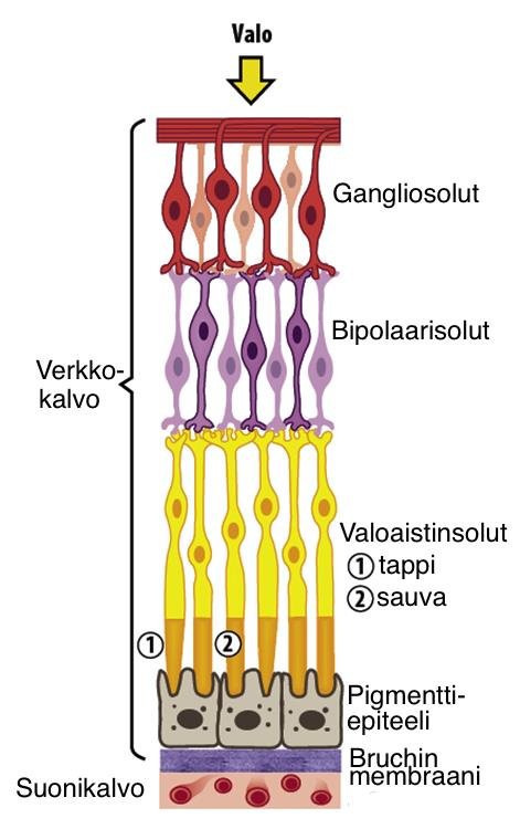 10 Kuva 2. Verkkokalvon rakenne (mukaillen Välimäki 2012) 2.2.1 Verkkokalvon pigmenttiepiteelisolujen rakenne ja toiminta Verkkokalvon uloimmassa osassa sijaitsevat pigmenttiepiteelisolut (Retinal Pigment Epithelium, RPE).