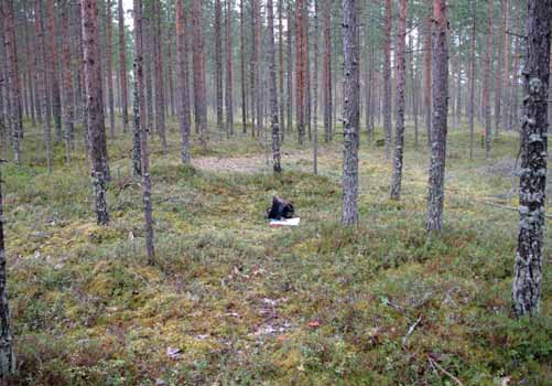 7 kulttuurikerros huuhtoutumiskerroksen alla noin 20 cm pinnasta. Kulttuurikerroksen paksuus on noin 5 cm ja sisältää runsaasti palanutta luuta (KM 38870:3). Kuva 4.