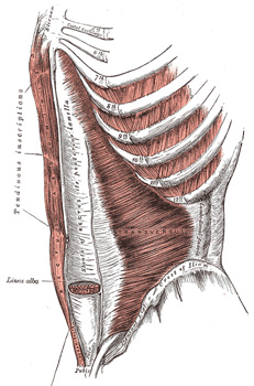 11 KUVIO 3. Poikittainen vatsalihas (Gray s Anatomy 2013) D.Millssin, Tauntonin ja A.