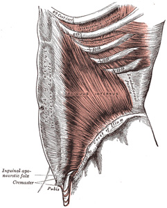 14 Ulompi vinovatsalihas (m. obliquus externus abdominis) (KUVIO 5) on suurin vatsalihas. Se kiinnittyy kahdeksaan alimpaan kylkiluuhun ja sen säikeet sekoittuvat yhteen etummaisen sahalihaksen (m.