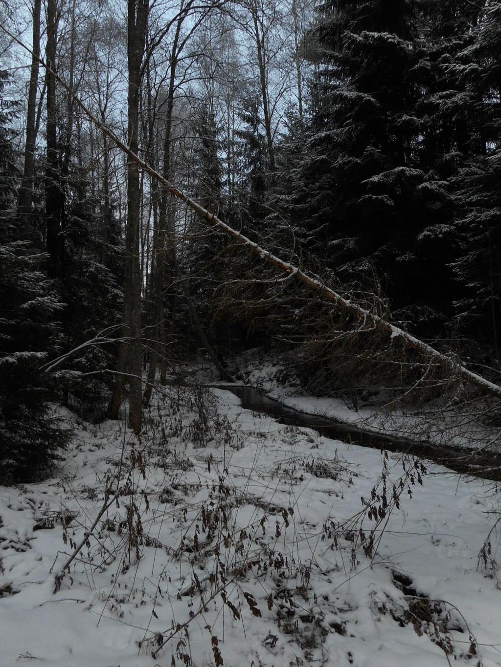 Pinsiön-Matalusjoki on raakun viimeisiä elinalueita Etelä-Suomessa Vesimäärältään pieni joki.