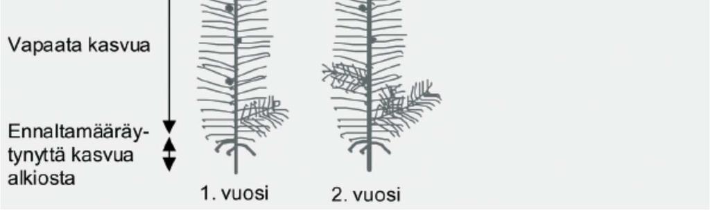 Kuusella pituuskasvu siirtyy kokonaan ennaltamääräytyneeksi 4-10 vuodesta lähtien (Rikala 2005).