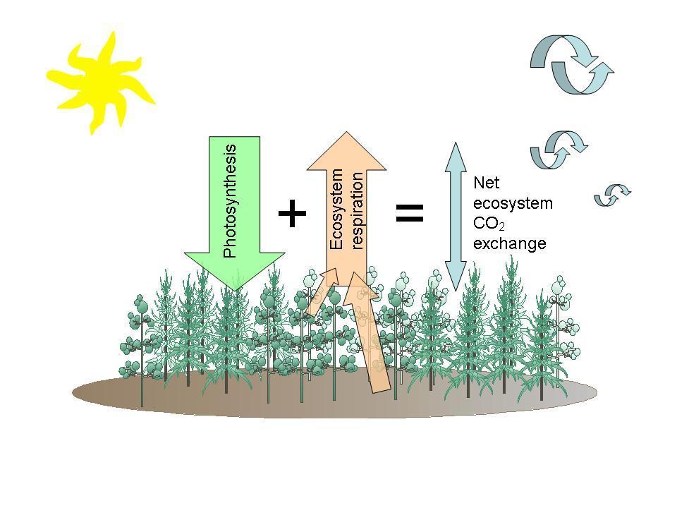 Maanpintamalli (LSS) JSBACH ECHAM5:n maanpintamalli, jossa myös CO2 cycle 4 kasvillisuusluokkaa joka hilapisteessä Fotosynteesi C3 ja C4 kasveille Kasvuston säteilynkulku 5