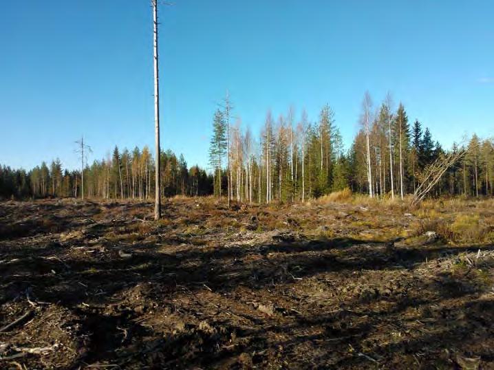 Löytöjen levintä Mustikkakankaan asuinpaikalla, mittakaava 1:1000. AKDG3470:1.