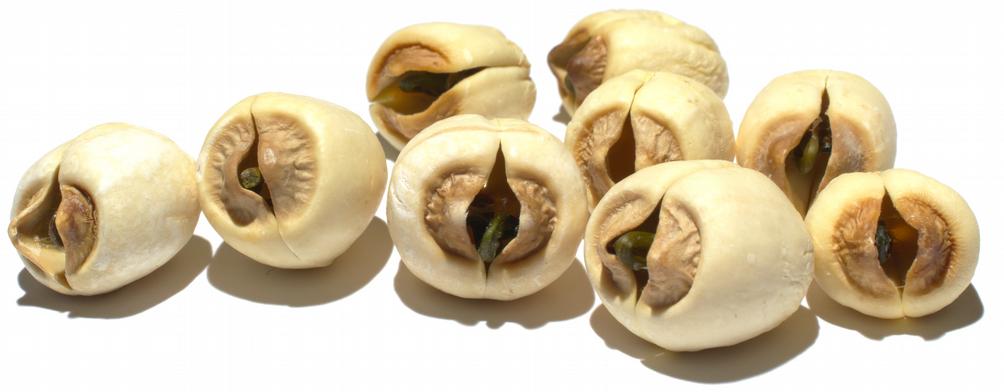 Lootus Nelumbo nucifera Gaertn.