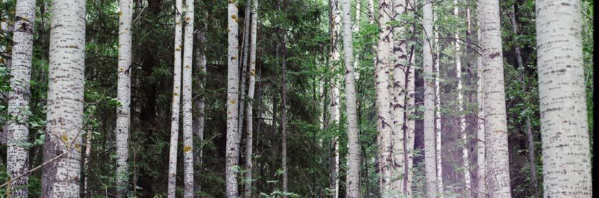 9 (1998) ovat kuvanneet. Näitä ovat vanhat havu- ja sekametsiköt, vanhat lehtimetsiköt, paisterinteet, supat, ruohoiset suot, metsäniityt ja hakamaat.