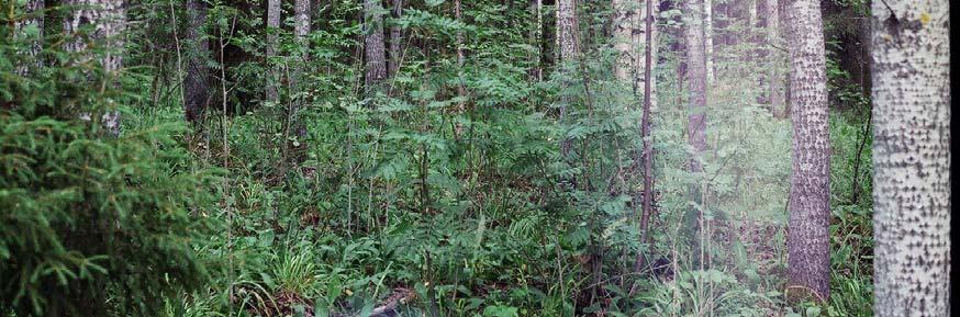 Suunnittelualueella on kuitenkin muusta ympäristöstä erottuvia alueita ja kohteita, jotka on syytä ottaa huomioon kaavallisessa tarkastelussa.