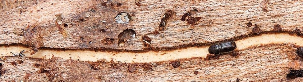 2 Metsien monimuotoisuus ja terveys Suomessa on suojeltuja ja rajoitetussa metsä talouskäytössä olevia alueita 4,8 miljoonaa hehtaaria.