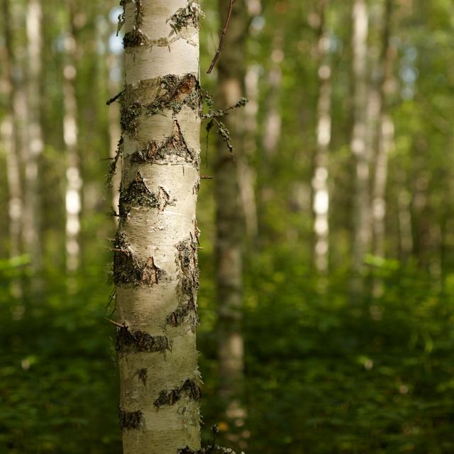 Kurssin tavoitteet Ymmärtää u Mitä kasvatus on? u Mitkä ovat kasvatustieteen osaalueita ja keskeisiä tutkimuskohteita?