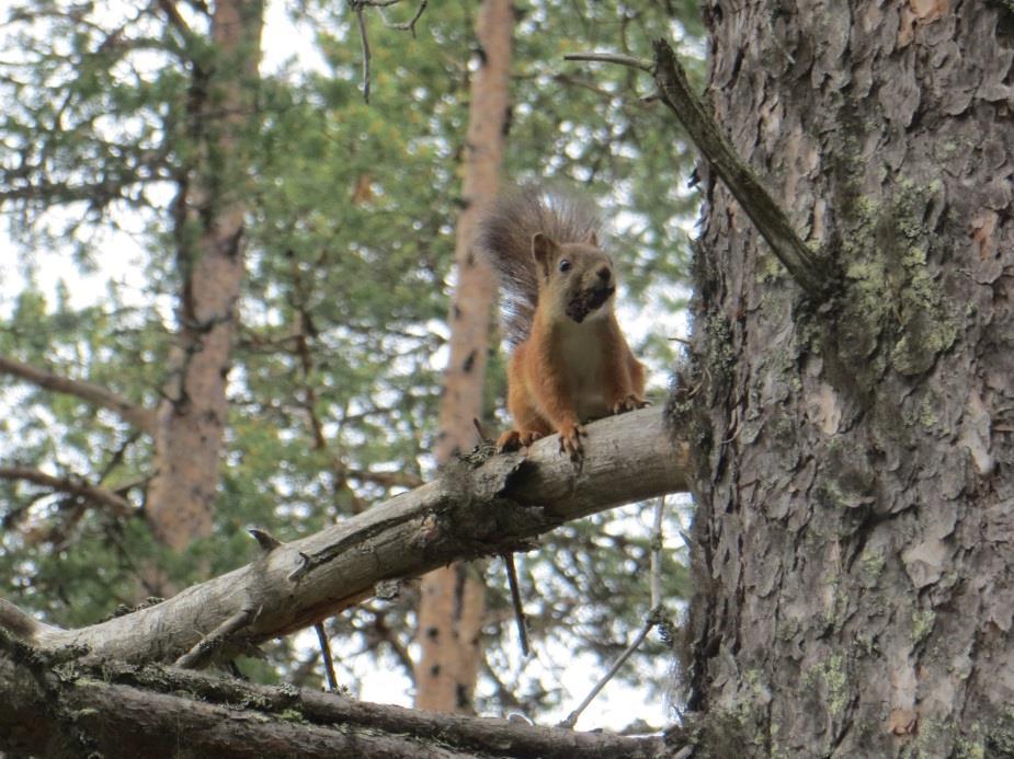 Osin asemakaava-alueella Pienen Petäjälammen ympärillä on