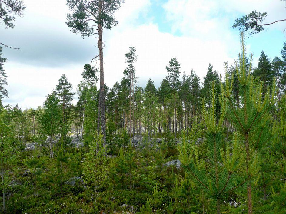 Kuva 8, voimalapaikka kuvattu kaakkoon.