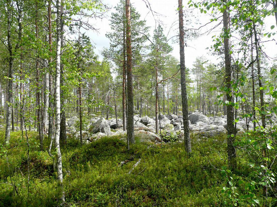 kumpumoreenia) tuoreehko, erirakenteinen metsä.