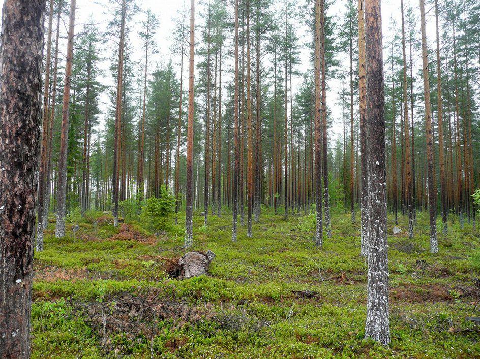 Kuva 17, metsätie kuvattu kaakkoon, soistunut alue.