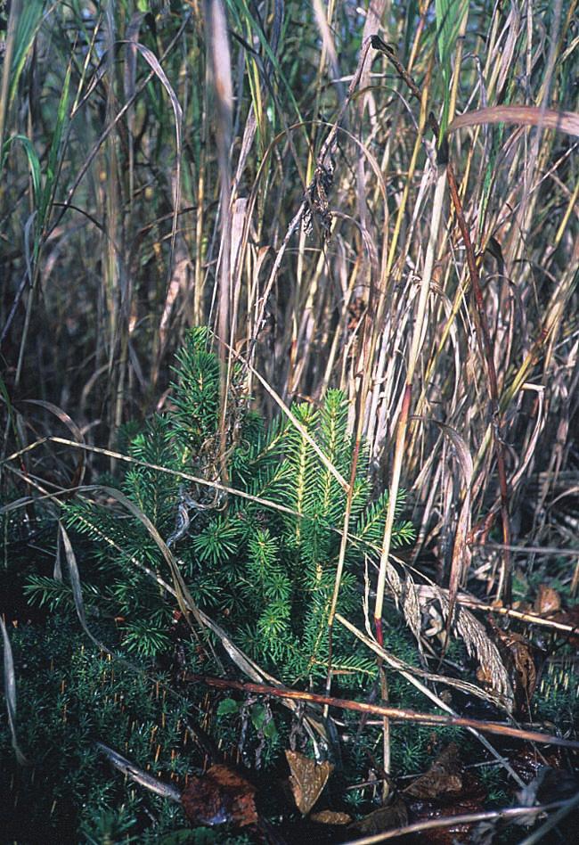 Tieteen tori Metsätieteen aikakauskirja 1/2003 Kaikki tähänastiset metsänviljelyn tutkimustulokset ovat osoittaneet, että männyn kylvötulokset vaihtelevat suuresti muokkauksesta riippumatta.