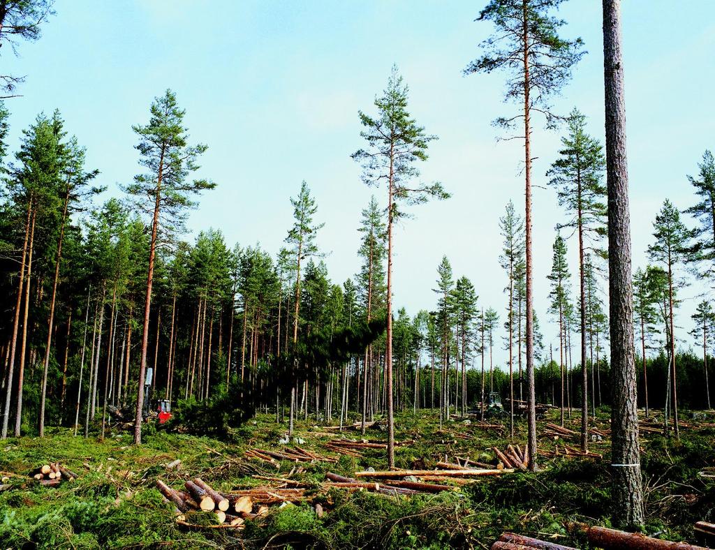 Kuva 2. Uudistushakkuu 2.2.2 Hakkuu ja puunkorjuu Talousmetsän kasvatuskierto päättyy uudistushakkuuseen, jossa yleensä poistetaan alueen puusto mahdollisia yksittäisiä jättöpuita lukuun ottamatta kokonaisuudessaan.