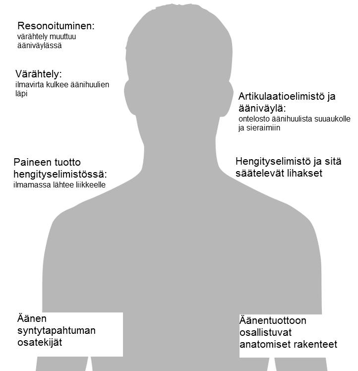 16 KUVA 1. Äänen syntytapahtuma. Kuva sovellettu (Jämsen 2016) teoksista (Laukkanen & Leino 2001, 61) ja (Aalto & Parviainen 1985, 99). Kuvapohja (Häggström 2016. Wikimedia Commons). 3.