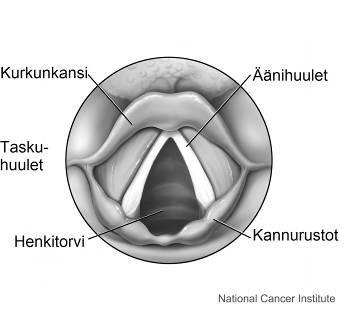 19 KUVA 3. Äänihuulet ylhäältä katsottuna. Kuva muokattu (Jämsen 2016) alkuperäisestä (Hoofring / National Cancer Institute 2016. Wikimedia Commons).