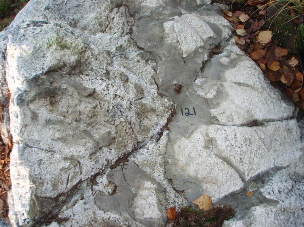 9 Kuva 10. Pegmatiitti breksioi kiilleliusketta lohkareessa MMP$-2010-121. X=7060275, Y=3345258. Figure 10. Mica schist brecciated by pegmatite (MMP$-2010-121). X=7060275, Y=3345258. 3.