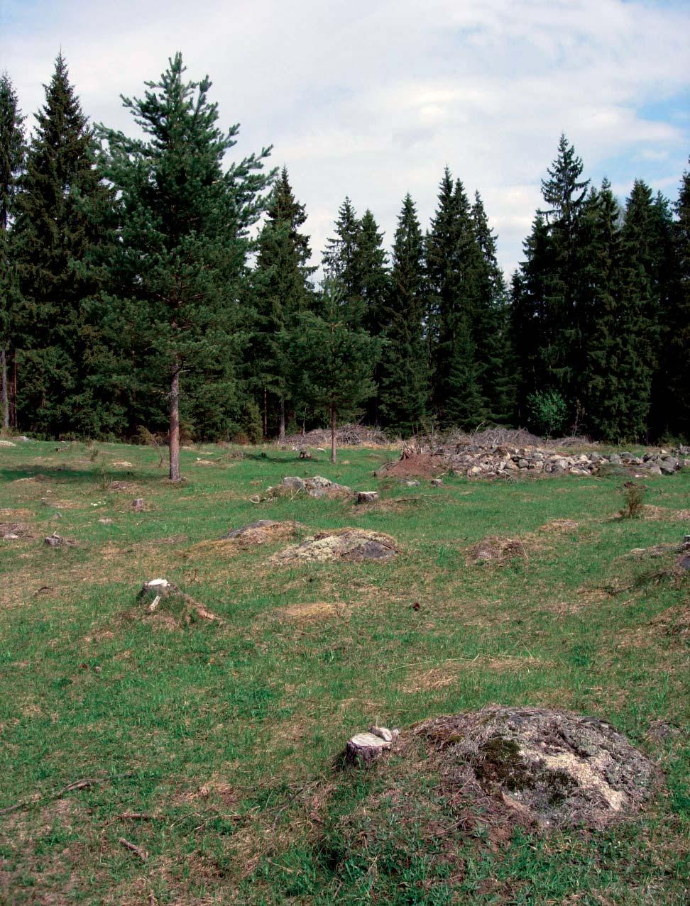 Janne Heliölä Perinnebiotoopin kunnostus alkaa ylimääräisen puuston poistamisella. Jatkossa karja ylläpitää kohteen avoimuutta ja mahdollistaa niittykasvillisuuden leviämisen.
