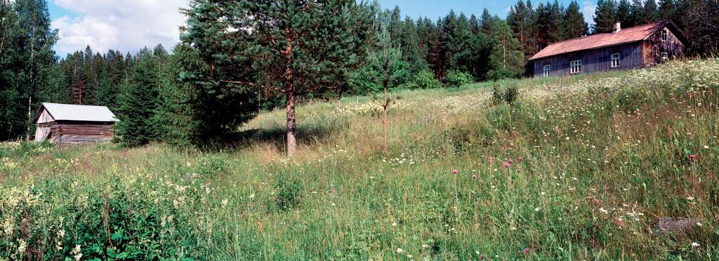 Tapio Heikkilä V. 2001 V. 2005 Maakunnallisesti arvokas perinnebiotooppi Ylöjärvellä, kuvattuna vuosina 2001 ja 2005.